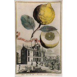 Lim Pusilla Pila 18c. Lemon