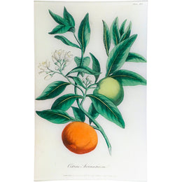 Bitter Orange - Citrus Aurantium (History of Plants) - FINAL SALE