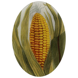 Yellow Corn - FINAL SALE