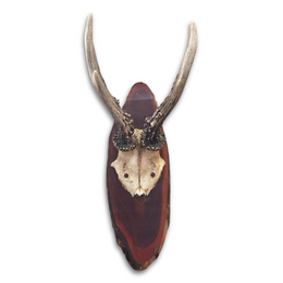 Black Forest Antlers on Plaque (#541)