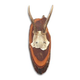 Black Forest Antlers on Plaque (#543)