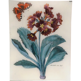 Auricula XIX