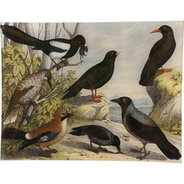 Birds X - LAST CHANCE