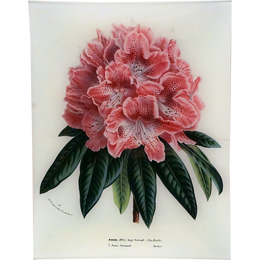 Rhododendron Ange Vervaet