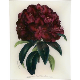 Rhododendron Joseph Whitworth