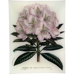 Rhododendron Madame Louis