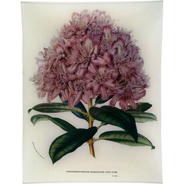 Rhododendron Ponticum