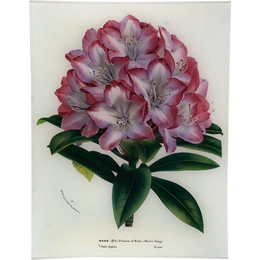 Rhododendron Princess of Wales