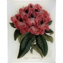 Rhododendron Stamfordianum