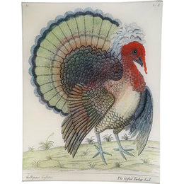 The Crested Turkey - FINAL SALE