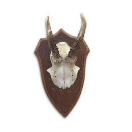 Black Forest Antlers on Plaque (#545)