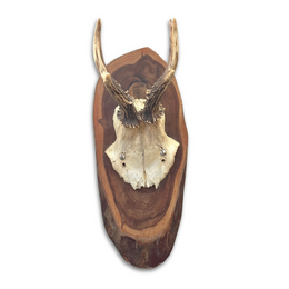 Black Forest Antlers on Plaque (#546)