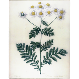 Anthemis