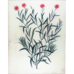 Dianthus