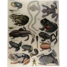 Frog Chart