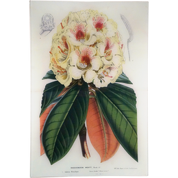 Rhododendron Wight (Large)