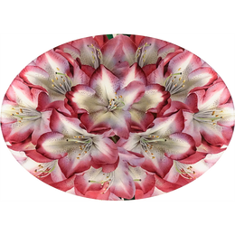 Rhododendron Princess of Wales
