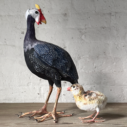 Papier-Mâché Guinea Fowl with Chick #38A
