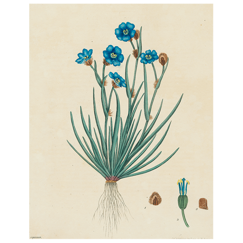 Blue Flowers (p 235) - FINAL SALE