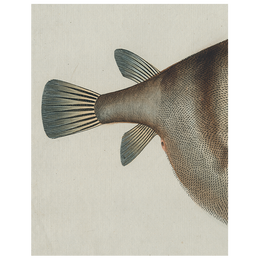 Blowfish (p 325) - FINAL SALE