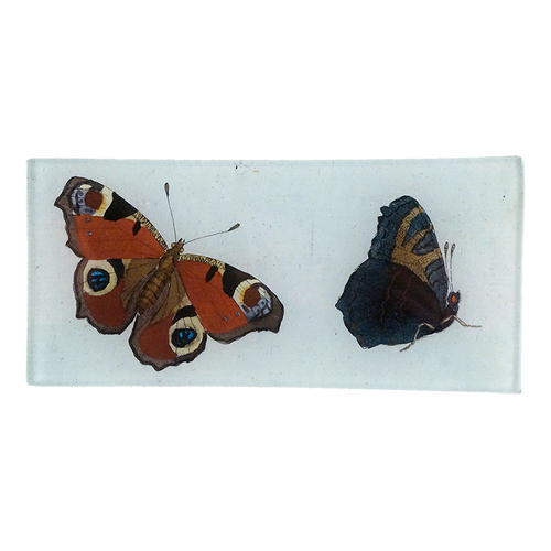 Peacock Butterfly (Papilio) - FINAL SALE