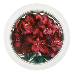 Rhododendron Joseph Whitworth