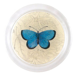 Argus Butterfly (19th c. Naturalist) - FINAL SALE