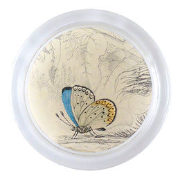 Clifden Blue Butterfly (19th c. Naturalist) - FINAL SALE