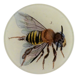 Melipona (Stingless Bee) - FINAL SALE