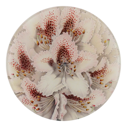 Prince Camille de Rohan Rhododendron - FINAL SALE