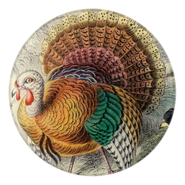 American Wild Turkey