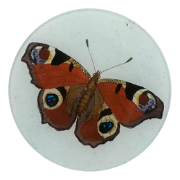 Peacock Butterfly - FINAL SALE