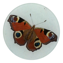 Peacock Butterfly