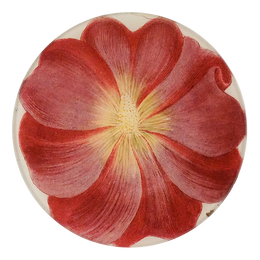 Malva Rosea E