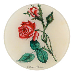 Rosa Muscosa (Moss Rose) - FINAL SALE