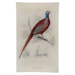 Ring Necked Pheasant - FINAL SALE