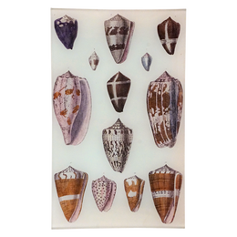 Sea Shells