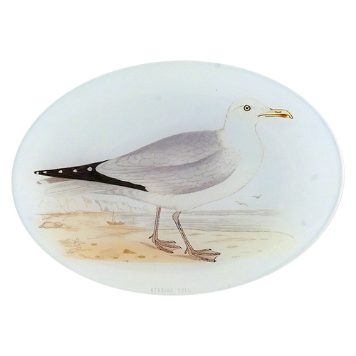 Herring Gull - FINAL SALE