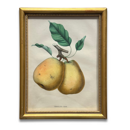 Framed Virgalieu Pear Vintage Botanical Lithograph Print