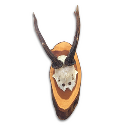 Black Forest Antlers on Plaque (#540)