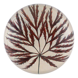 Ornatum Maple - FINAL SALE