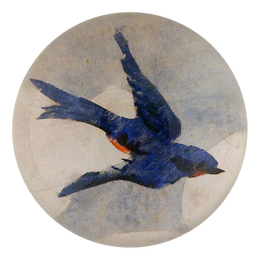 Painted Swallow