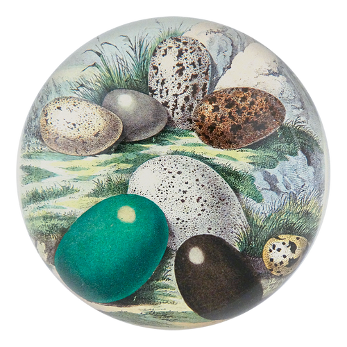 Eggs 1858 - FINAL SALE