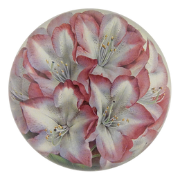 Princess of Wales Rhododendron