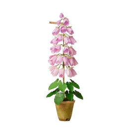 The Green Vase Potted Campanula Plant Vase