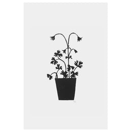 Columbine