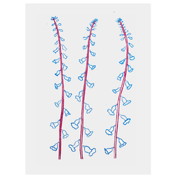 Cyan & Magenta Foxglove