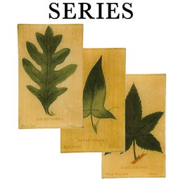 Leaf Shapes c. 1900
