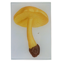 Mushroom Fig. 6