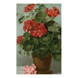 Geranium